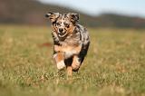 BERGER AUSTRALIEN PUPPIES 754